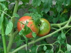 Rs[ ` 7-26tomato.jpg