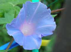 Rs[ ` 7-31asagao2.jpg