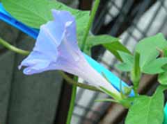 Rs[ ` 7-31asagao3.jpg