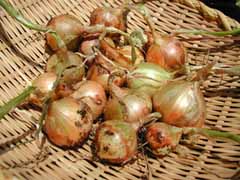 20070606.jpg