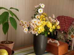 2011-11-11kiku.jpg