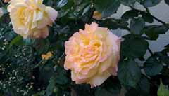 20160507_160339.jpg