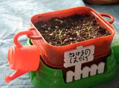 4-26kiyo-tomato.jpg