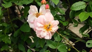 5-16ko-neria1.jpg