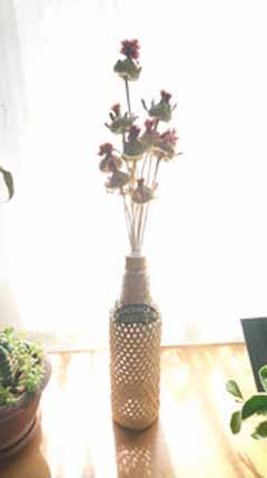 5-6benibana2.JPG