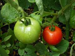 7-17tomato.jpg