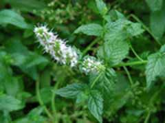 7-31mint1.jpg