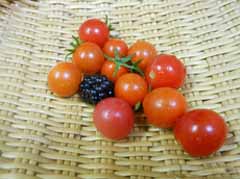 8-26tomato.JPG