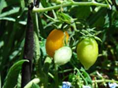 8-5tomato.jpg