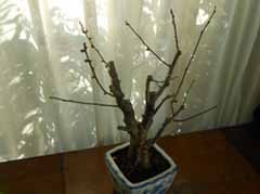 DSCN4415.JPG