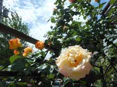 DSCN4597.jpg