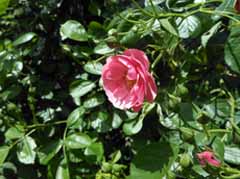 DSCN4598.jpg