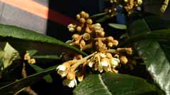 IMG_20171030_074949.jpg
