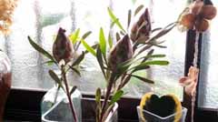 IMG_20171218_091639.jpg