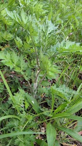 IMG_20200426_074246.jpg