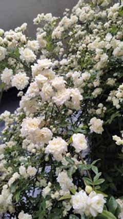 IMG_20200428_080031.jpg