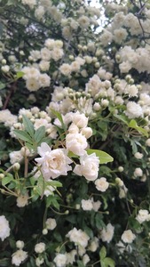 IMG_20200428_080154.jpg