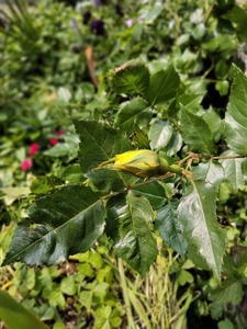 IMG_20200430_091823.jpg