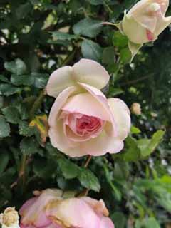 IMG_20200511_075910.jpg
