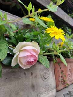 IMG_20200511_075953.jpg