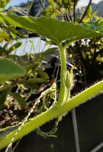 IMG_20200904_162516.jpg