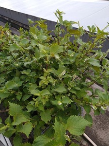 IMG_20201006_160735543.jpg