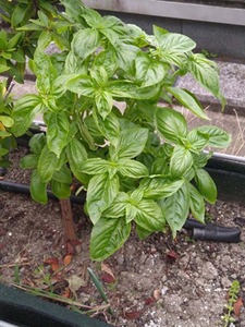 IMG_20201006_160916680.jpg