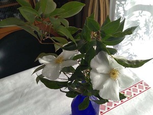 IMG_20201227_124719.jpg