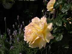 Image_ 074 ̃Rs[.jpg