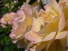 Image_ 138 ̃Rs[.jpg