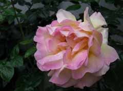 Image_ 209 ̃Rs[.jpg