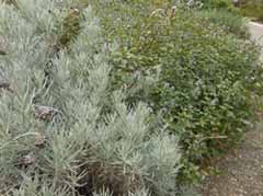 herbs.jpg