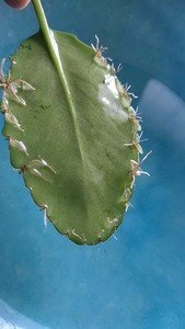 maza-ri-fu2.jpg