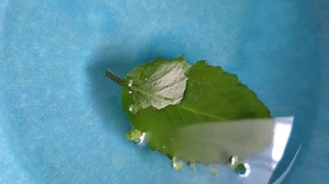 maza-ri-fu3.jpg