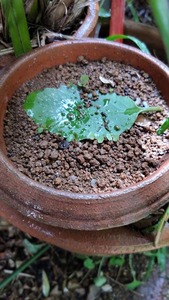 maza-ri-fu5.jpg