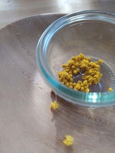 mimoza1-9cd7b.jpg