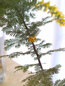 mimoza3-5bb7e.jpg