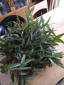 ryu-kari1.jpg