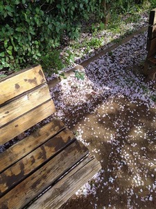 sudobinosakura1.jpg