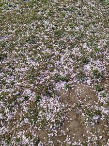 sudobinosakura11.jpg