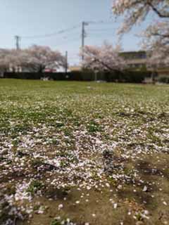 sudobinosakura2.jpg