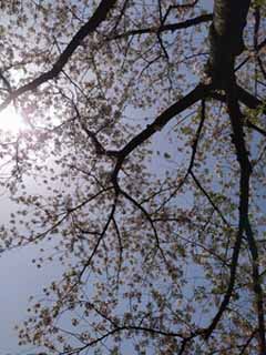 sudobinosakura3.jpg