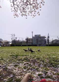 sudobinosakura4.jpg