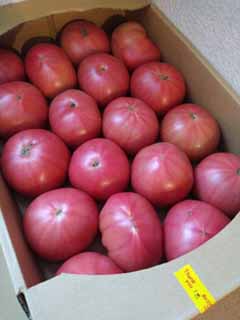 tomato5-26.jpg