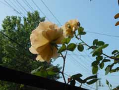 zzDSCN4629.jpg