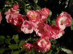 zzDSCN4650.jpg