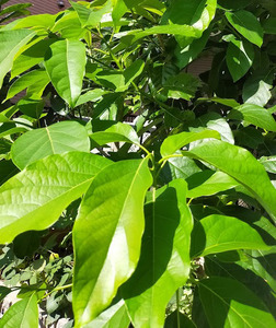 abokado1.jpg