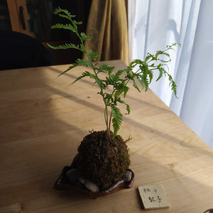 kokedama0.jpg