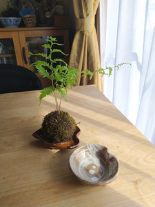 kokedama2.jpg