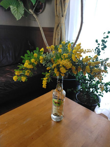 mimoza1.jpg